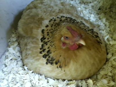 A laying hen